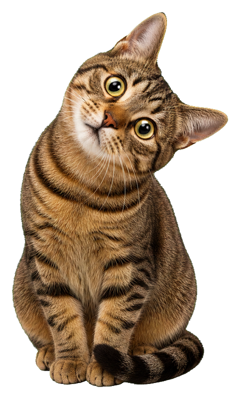 Preview for Confused Brown Tabby Cat Sticker