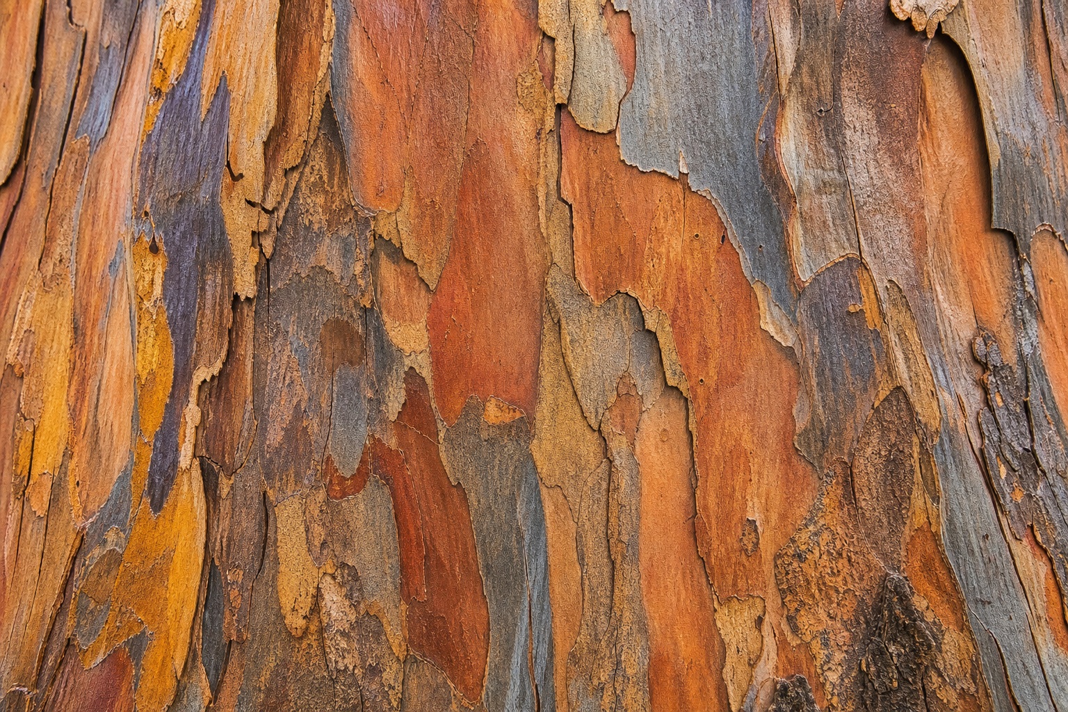 Preview for Warm Aged Eucalyptus Bark Background