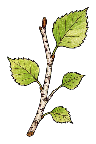 Preview for Birch Twig With Leaves Sticker