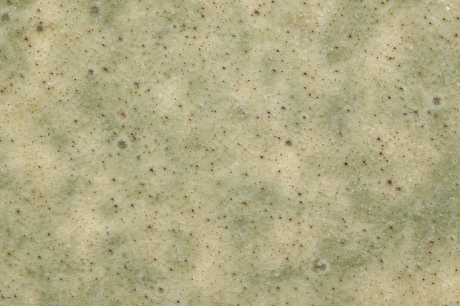 Preview for Ivory Sage Speckled Celadon Background