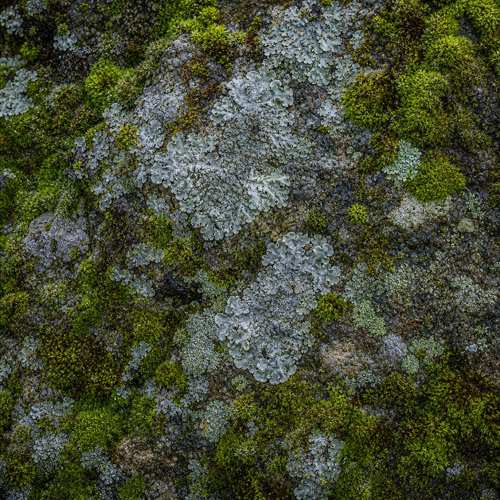 Moss-covered stone with green patches and natural textured surface