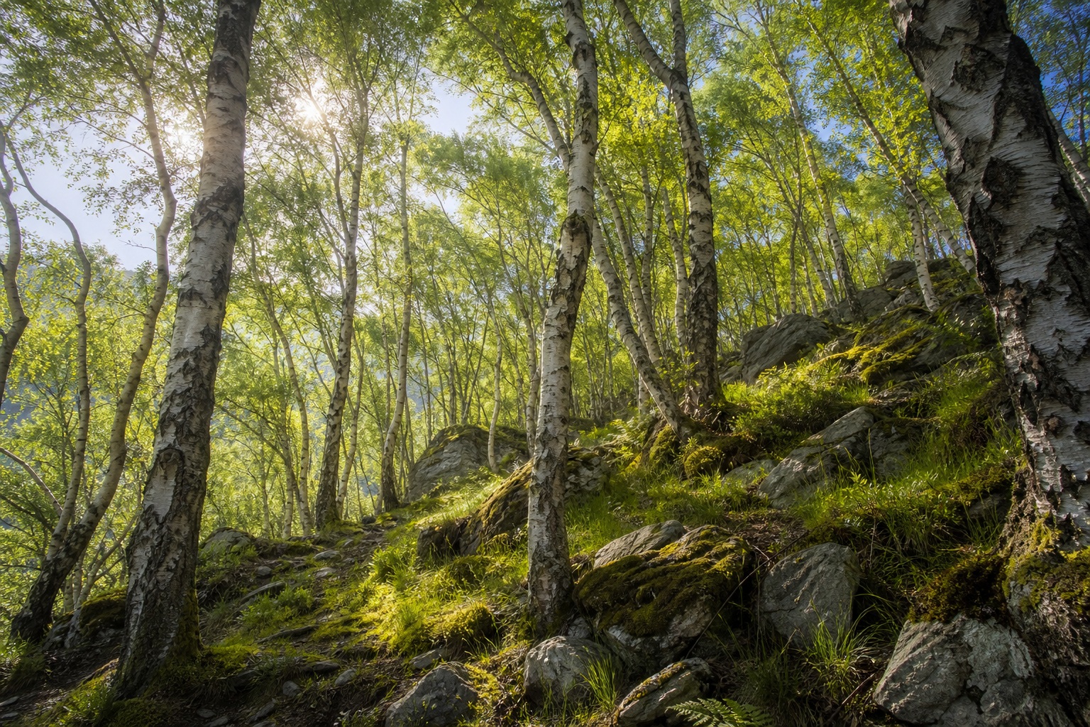 Preview for Sunlit Forest Canopy Light Stock Background