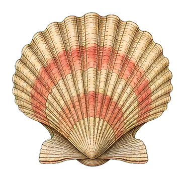 Preview for Chambered Scallop Vintage Sticker