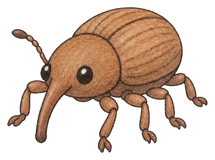 Cute brown weevil sticker with round body, long snout, and six legs.