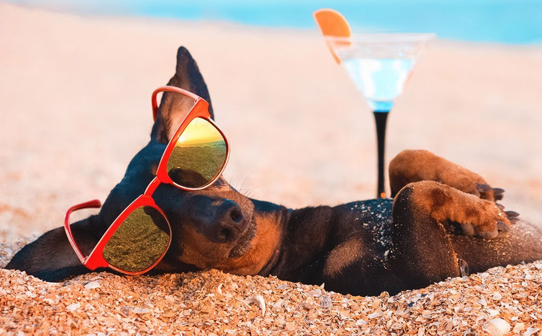 Preview for Relaxing-dog-beach-vacation-summer-meme-background-c05fe