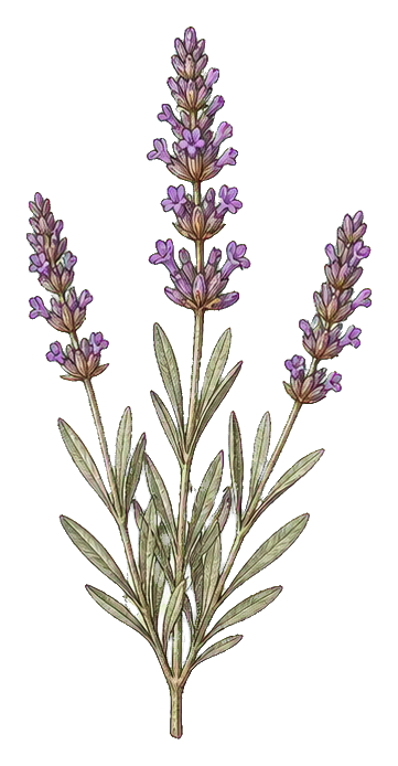 Preview for Lavender Sprig Botanical Sticker