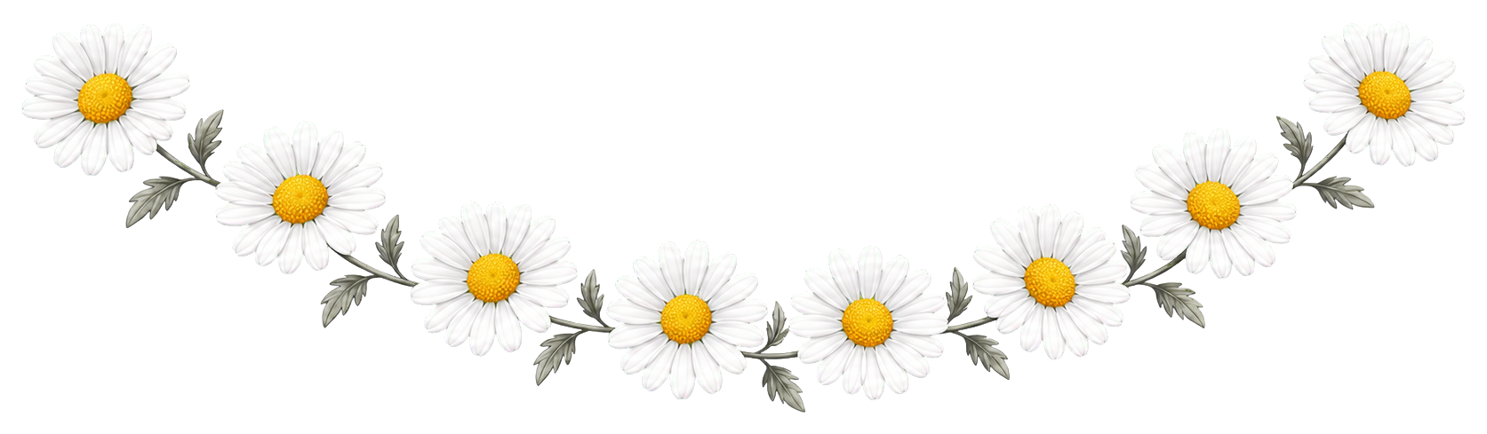 A curved chain of small white daisies with yellow centers on a transparent background.