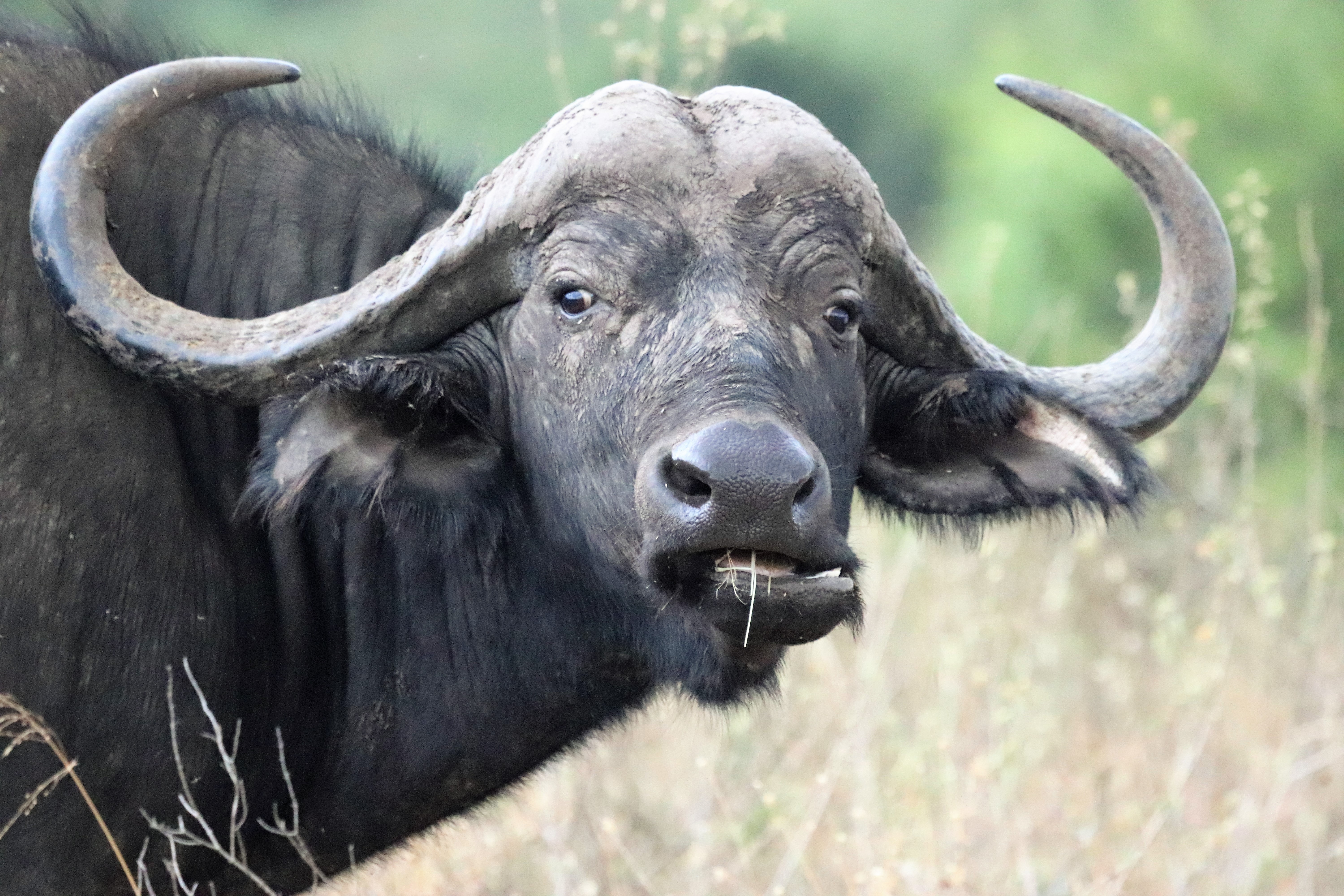 Preview for Cape-buffalo-wildlife-animal-background-bb89e