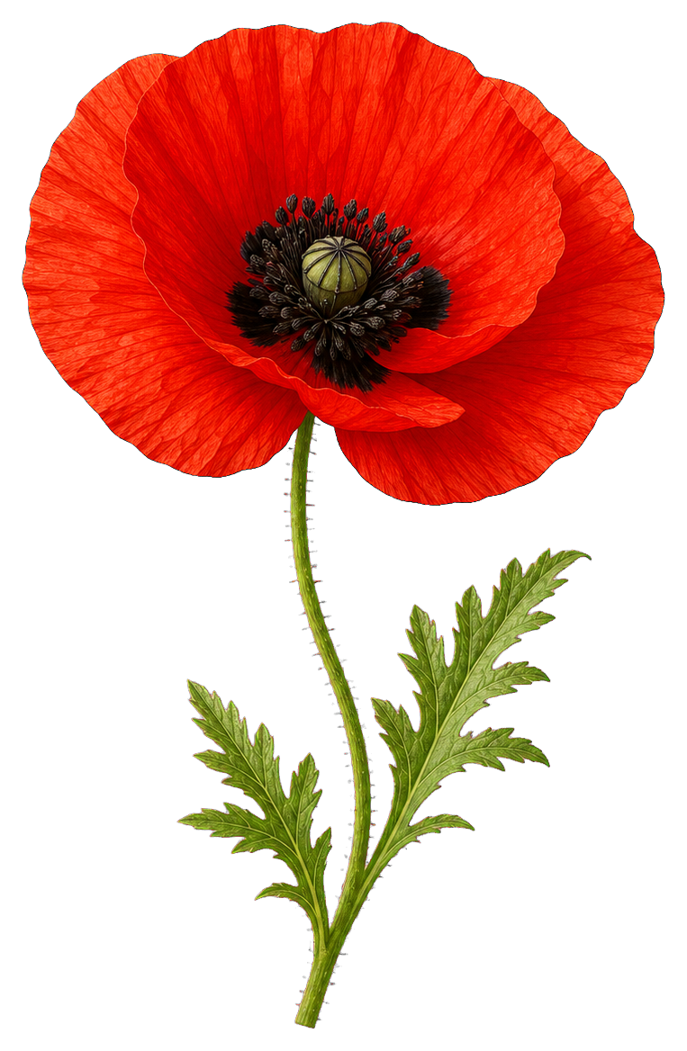 Preview for Red Poppy Flower Sticker
