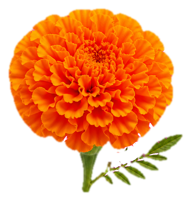 Preview for Burnt Orange Marigold Sticker