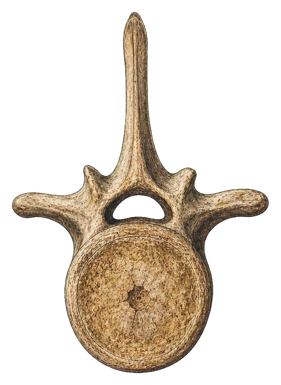 Preview for Whale Vertebra Sticker