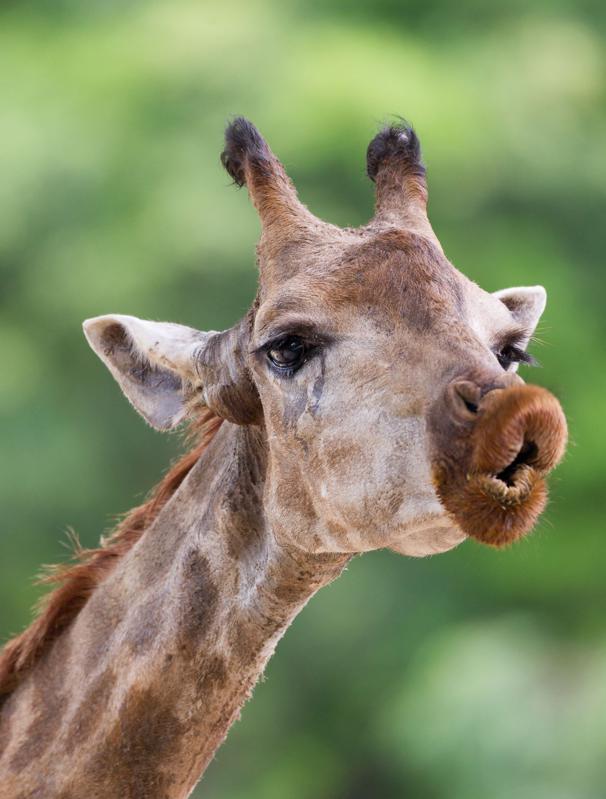 Preview for Giraffe-close-up-portrait-animal-sticker-e28a9
