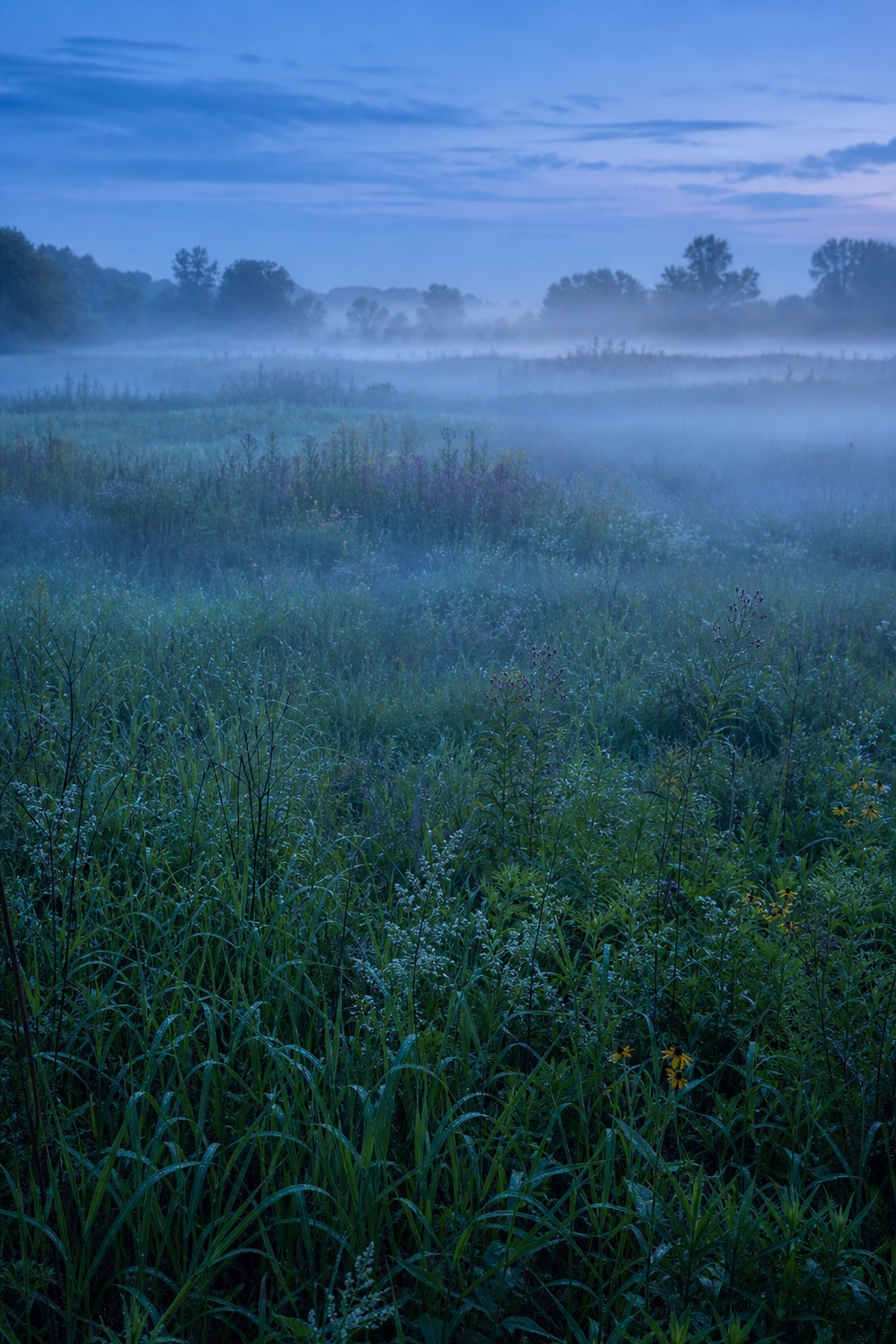 Blue hour meadow with layered fog drifting over tall grass and distant trees