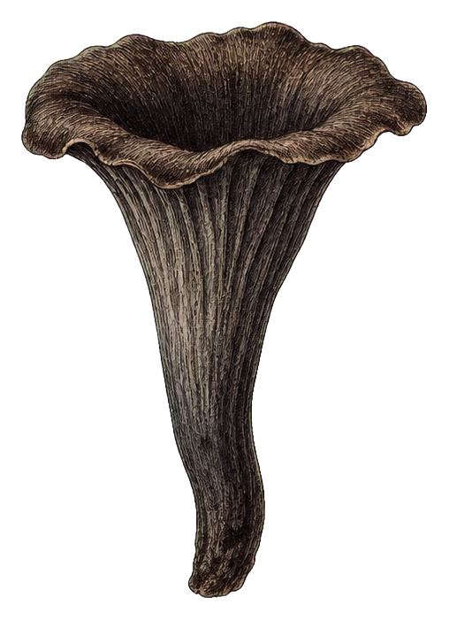 Preview for Black Trumpet Mushroom Sticker