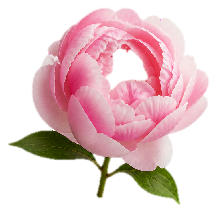 Preview for Blush Pink Peony Sticker