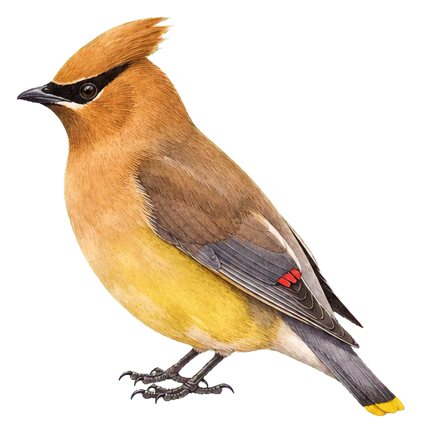 Preview for Waxwing Watercolor Bird Sticker