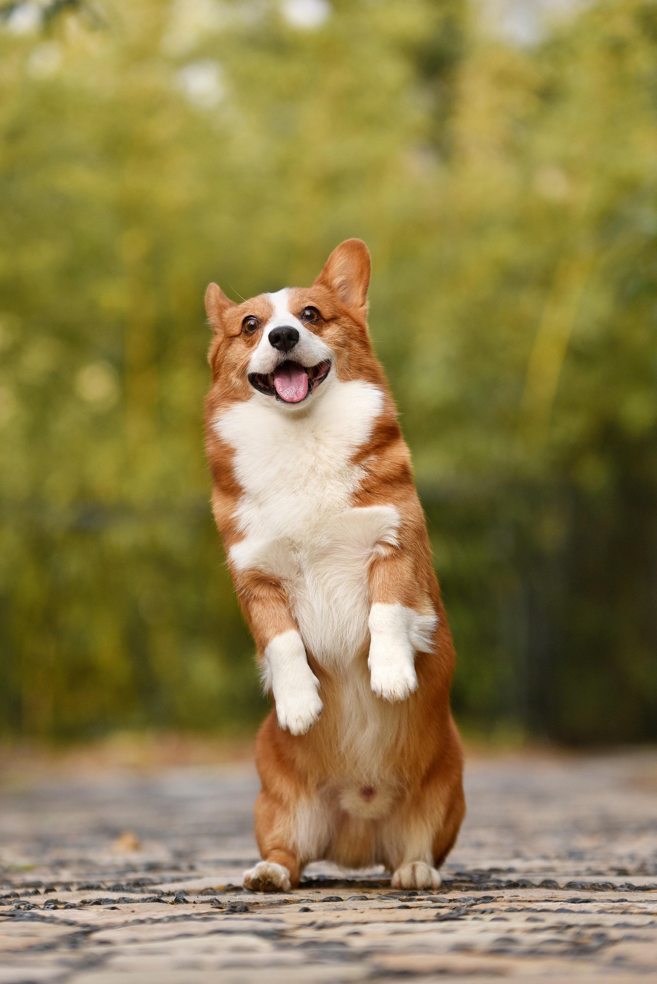 Preview for Corgi-standing-on-hind-legs-dog-meme-background-4339b