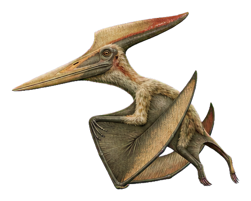 Realistic long-crest pteranodon with wings folded and beak extended