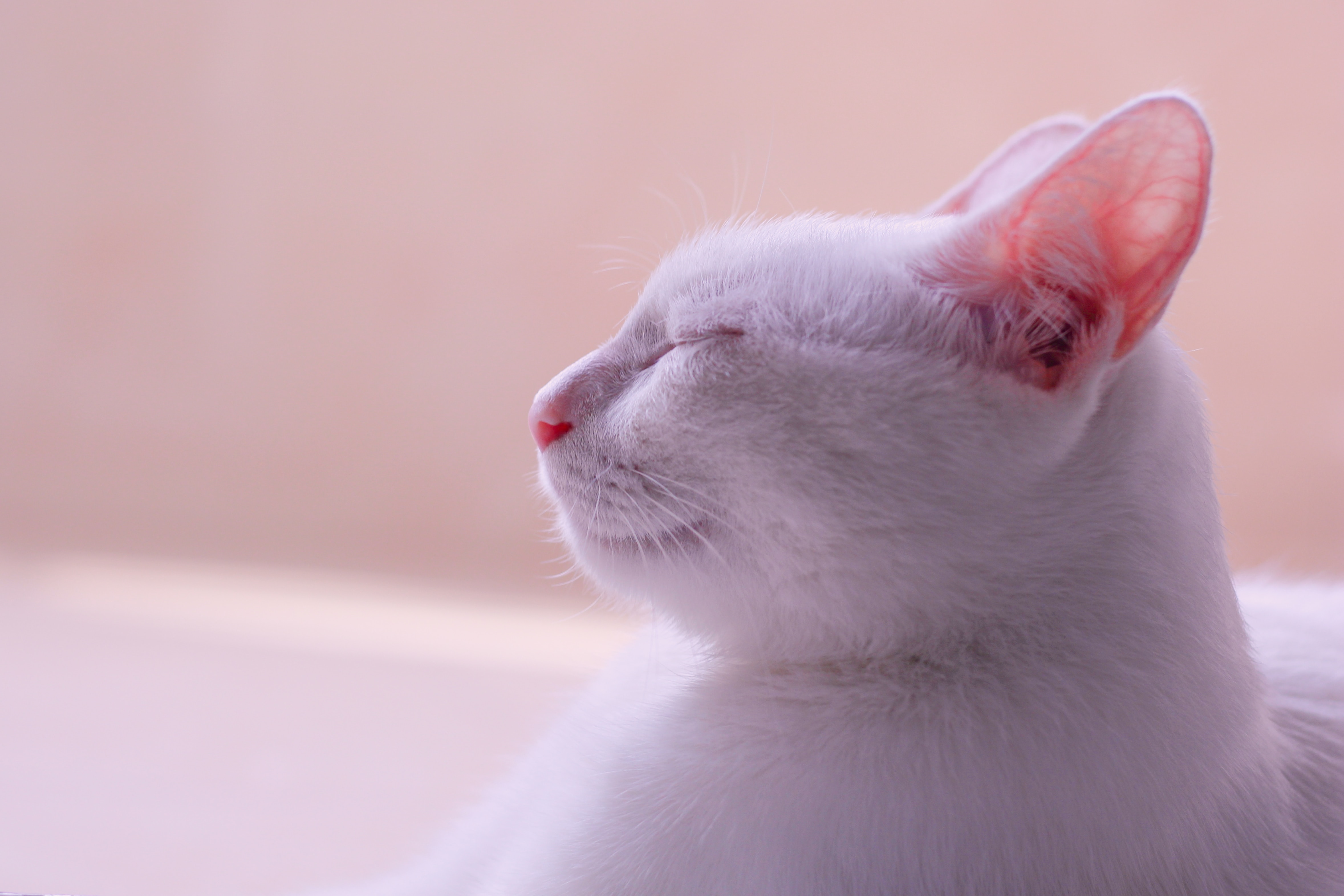 Preview for Serene-white-cat-portrait-cat-meme-background-4124d