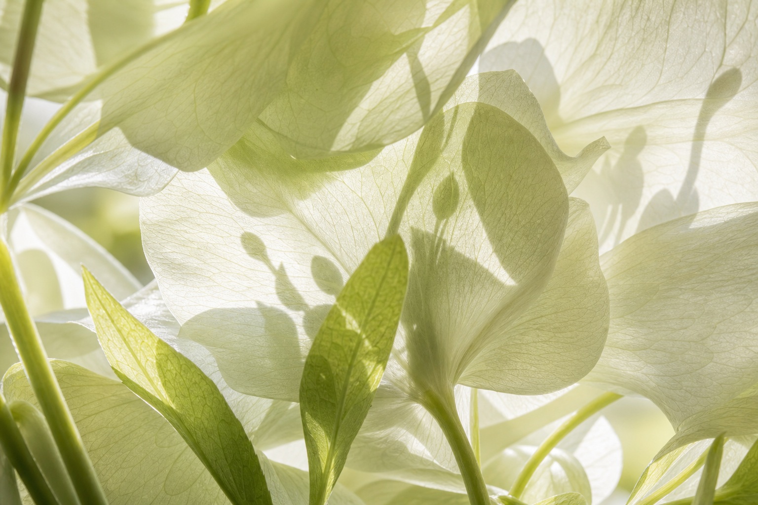 Preview for High-key Botanical Leaf Shadow Background