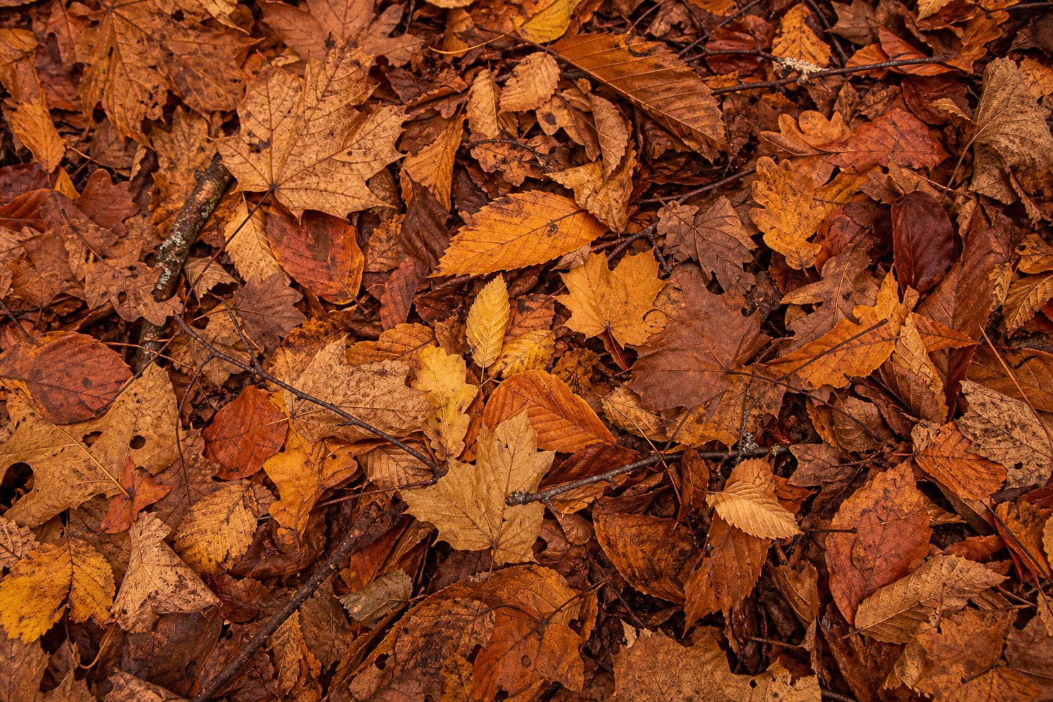 Preview for Autumn Leaves Background Stock Background