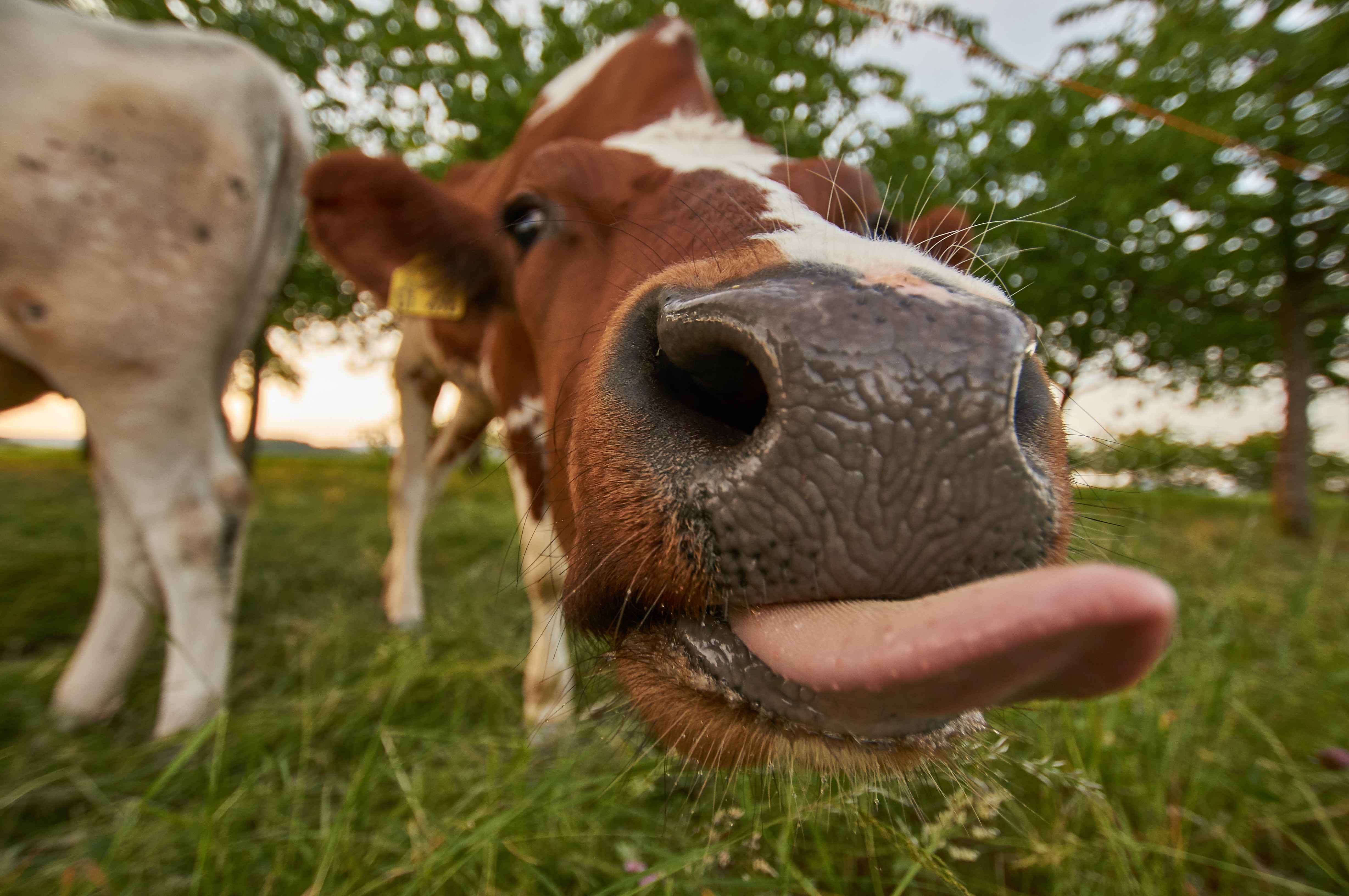 Preview for Cows-grazing-in-pasture-animal-meme-background-29fde