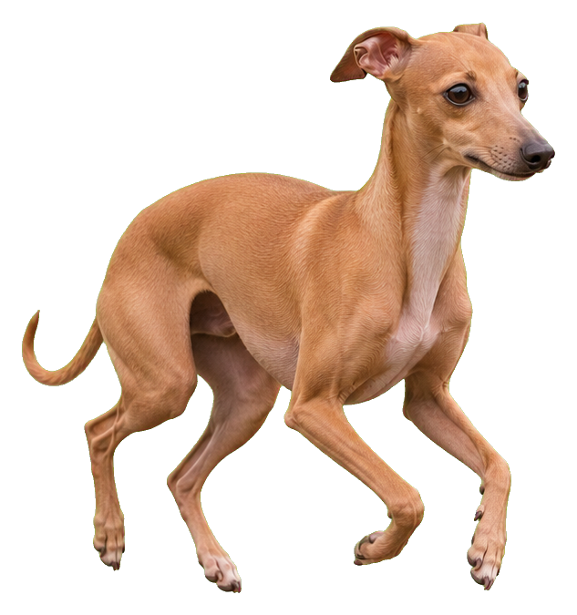 Preview for Realistic Red Running Italian Greyhound Sticker