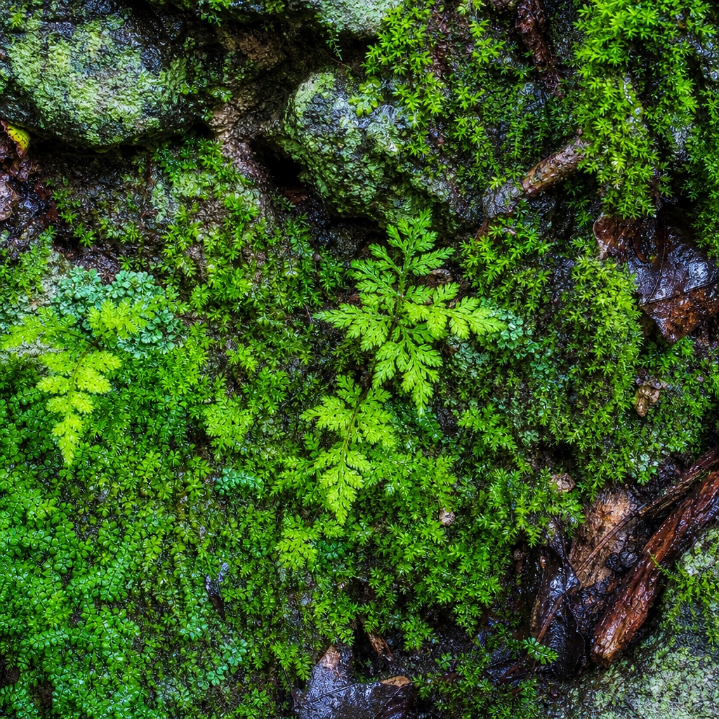 Preview for Moss Covered Stone Background