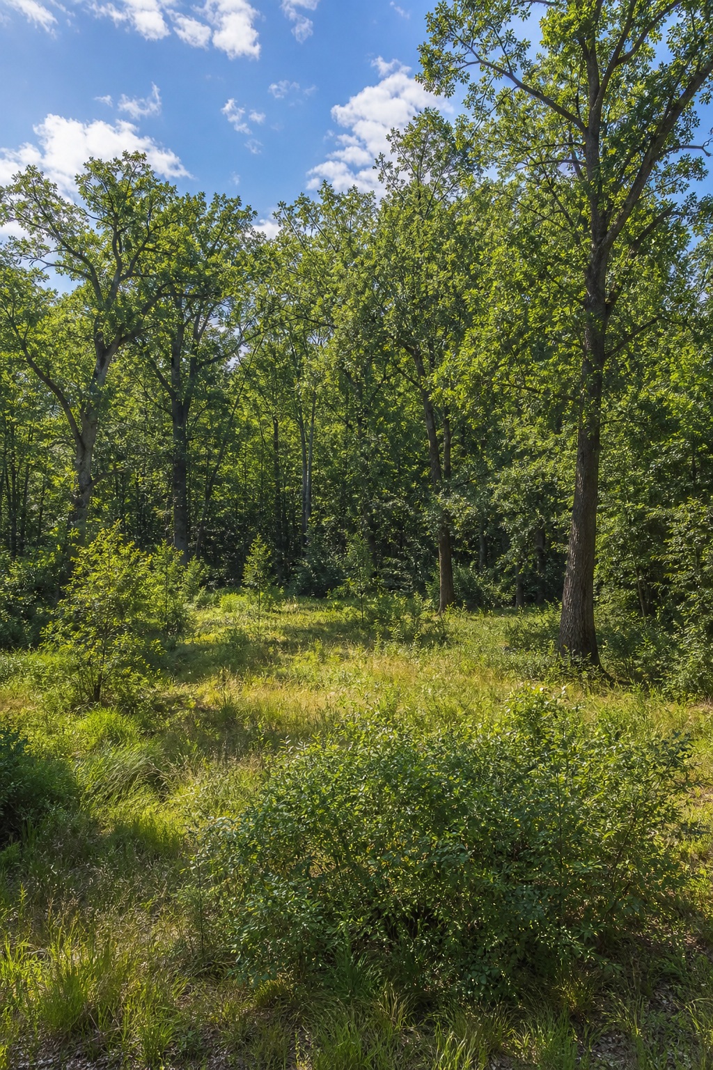Preview for Dry Noon Forest Clearing Background