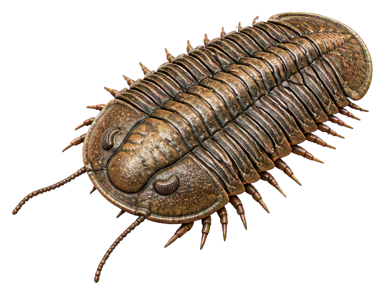 Detailed brown trilobite with segmented shell and many legs shown from above