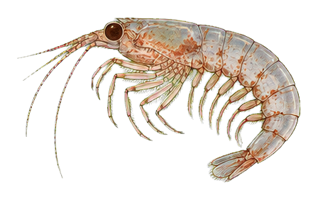 Preview for Krill Vintage Marine Life Sticker