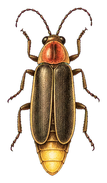 Vintage illustrated beetle with long antennae and golden body on a transparent background