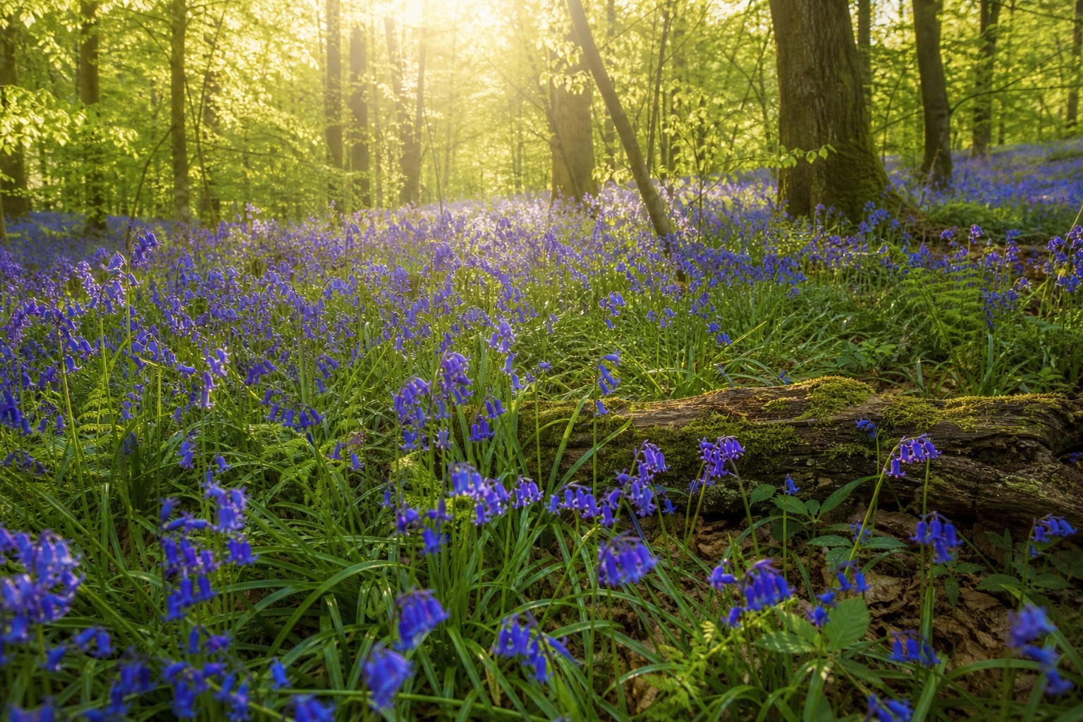 Preview for Bluebell Woodland Stock Background
