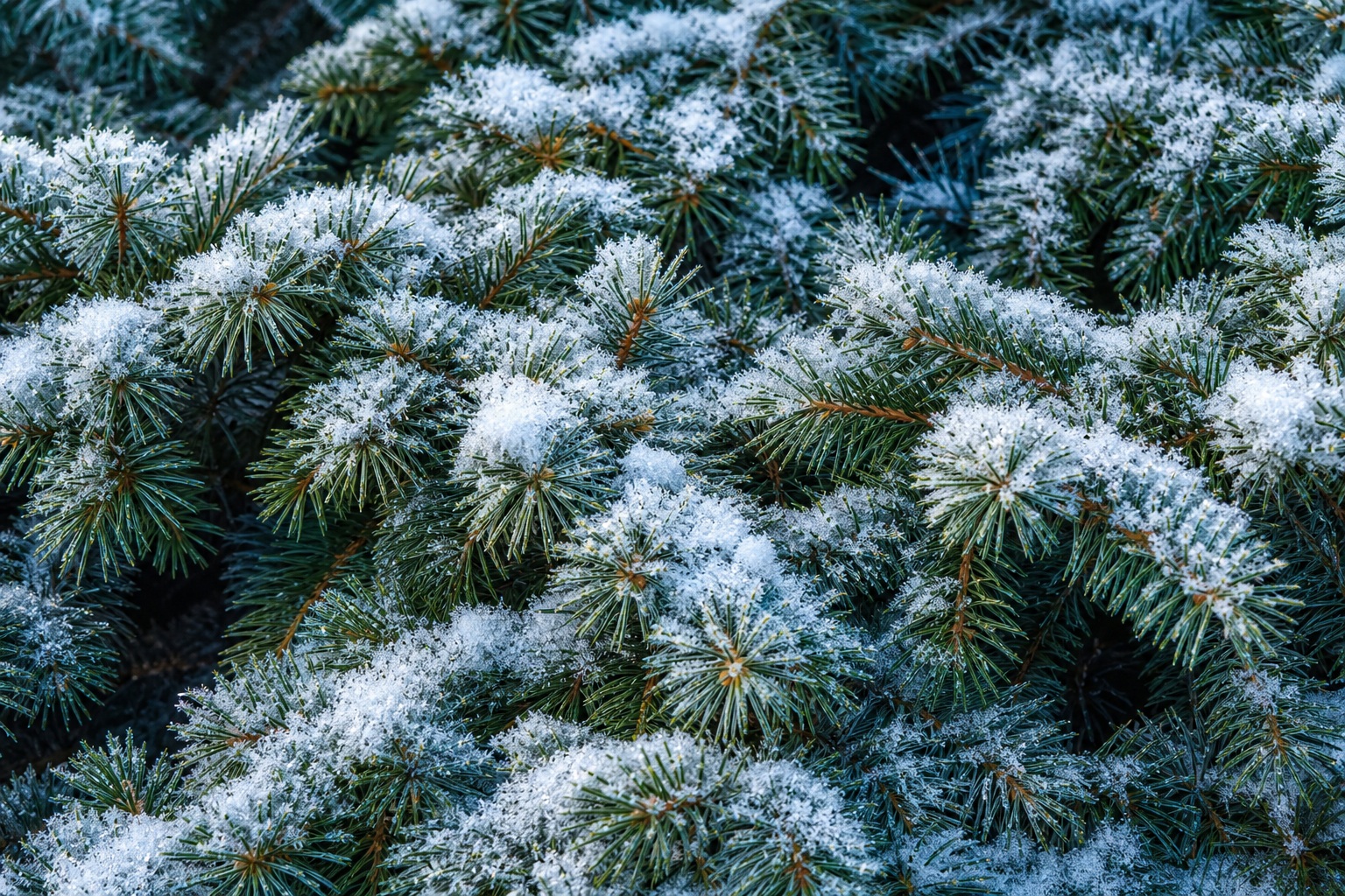 Preview for Snowy Evergreen Winter Background