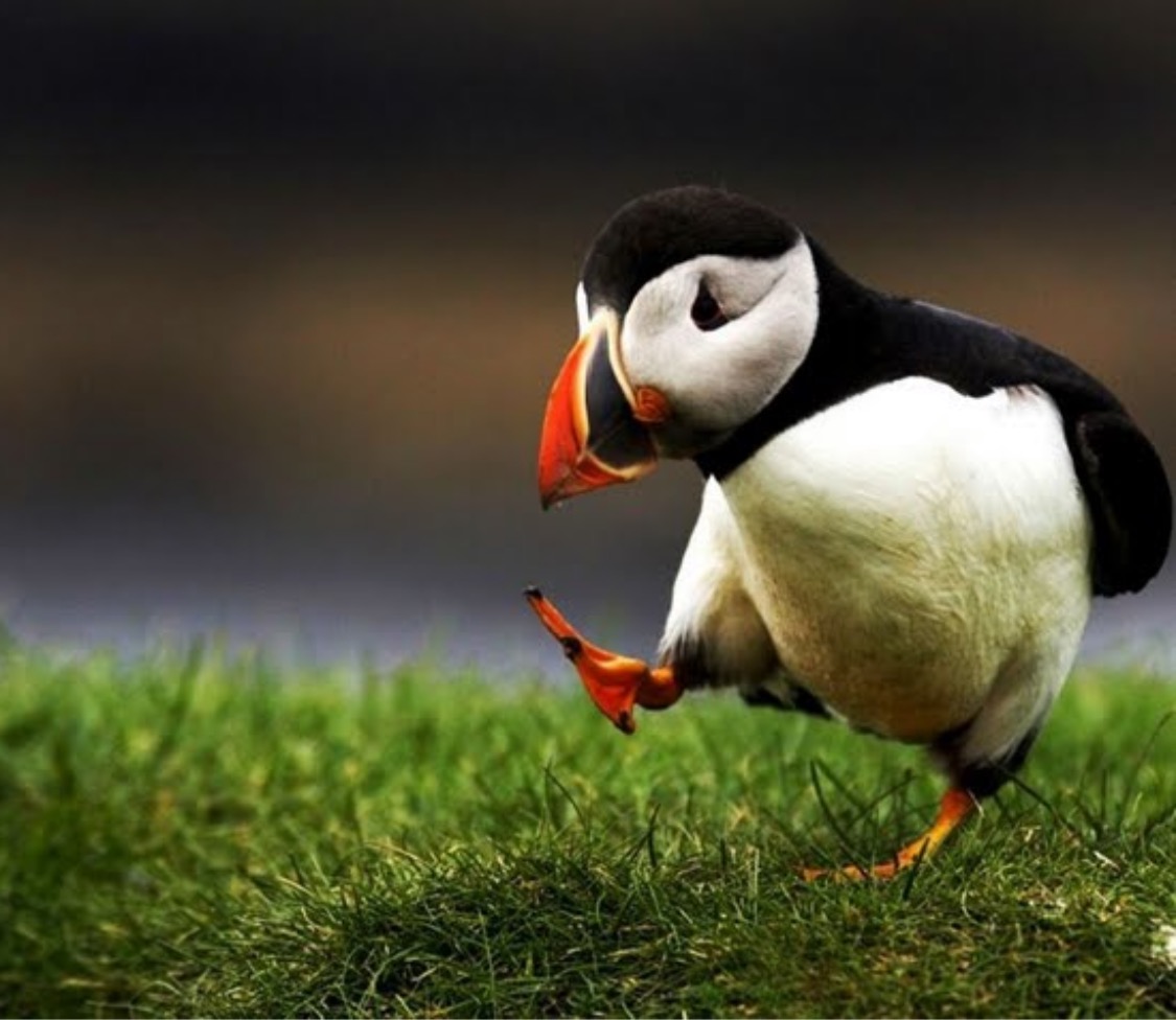 Preview for Puffin-grassland-sighting-animal-meme-background-6f251