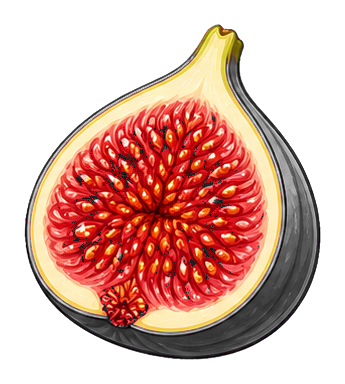 Preview for Fig Half Sticker