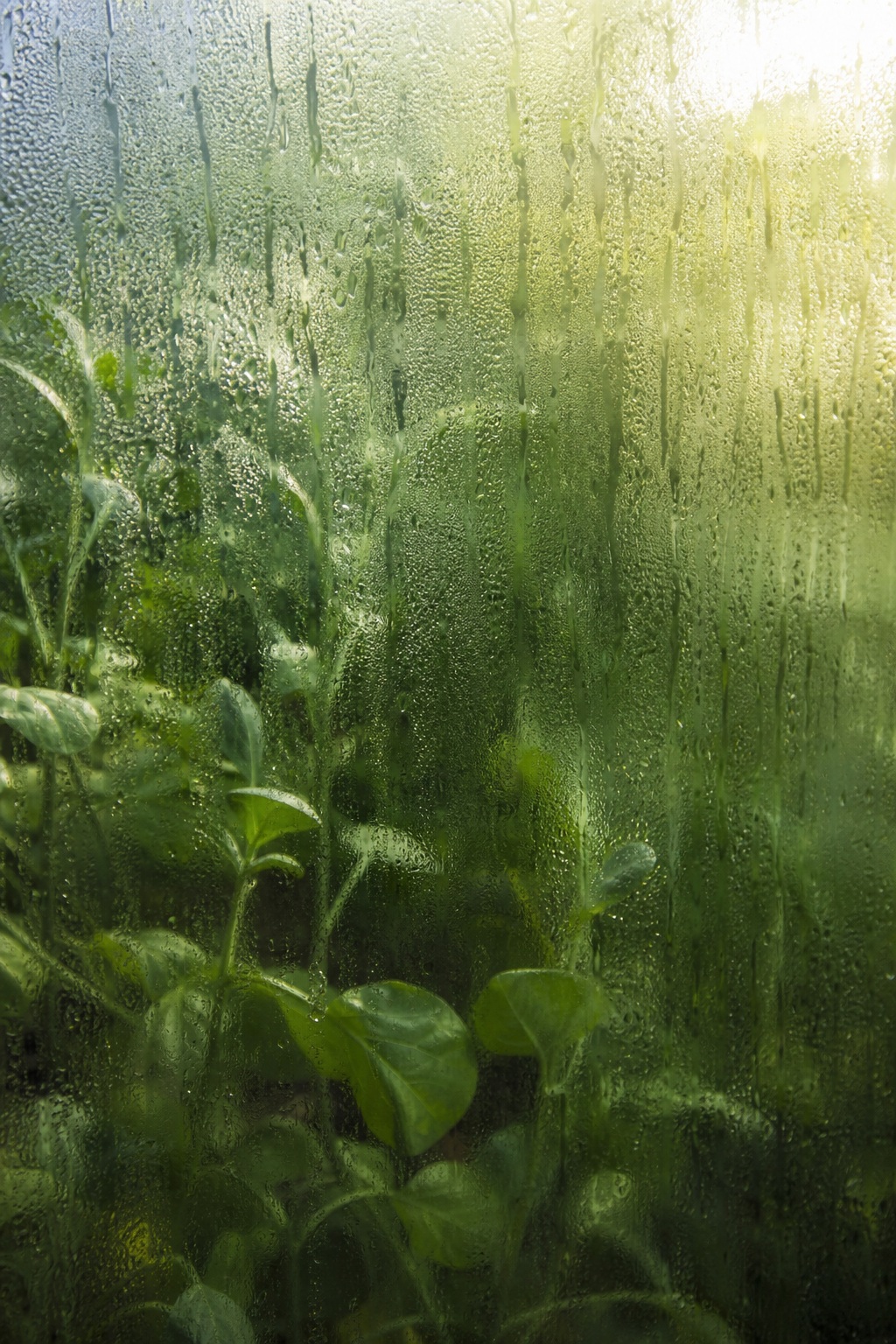 Green greenhouse plants behind fogged glass with condensation and soft light