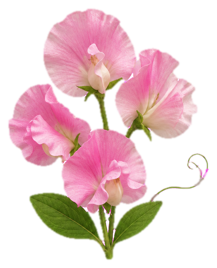 Pink sweet pea flower spray with green leaves on a transparent background