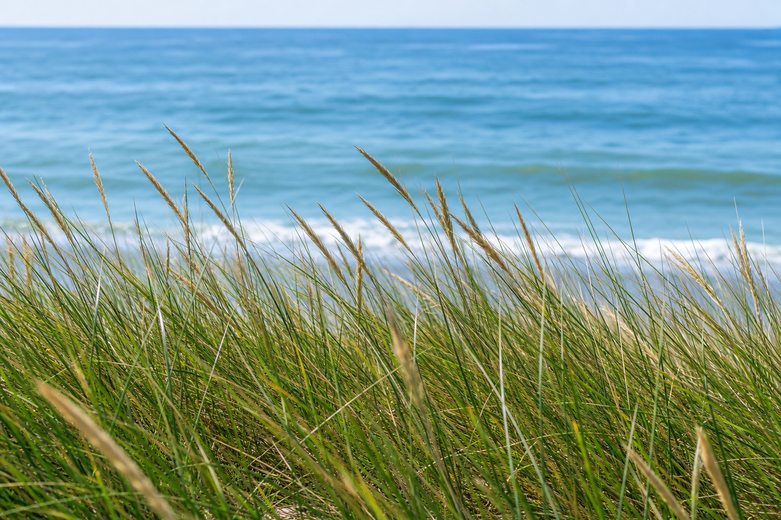 Tall sea grass in the foreground with ocean waves and blue sky behind