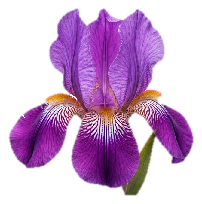 Preview for Purple Iris Sticker With Gold Beards