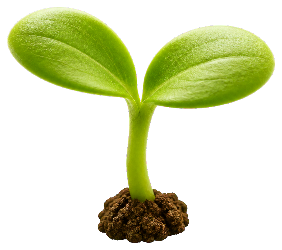 Preview for Sprout Plant Sticker Graphic