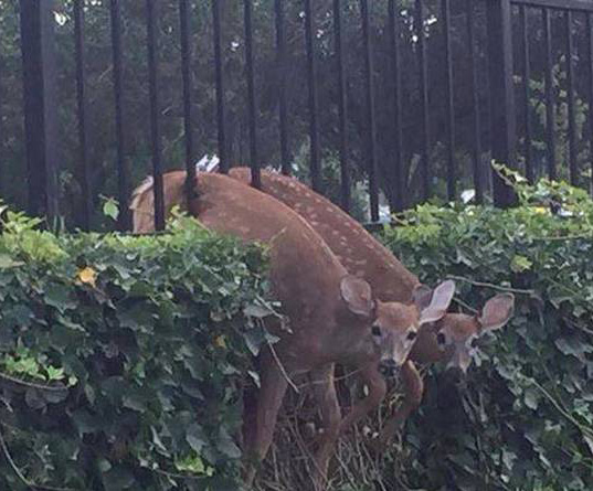 Preview for Deer-behind-fence-meme-background-a2e15