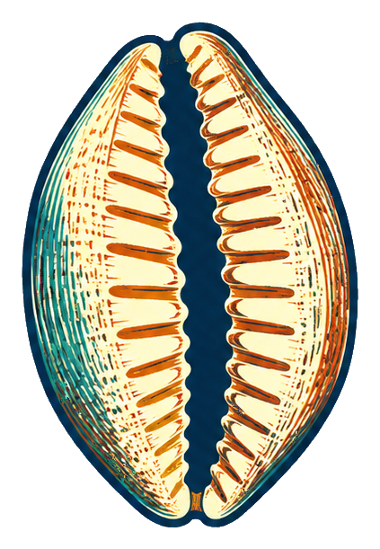Preview for Linocut Seashells Cowrie Shell