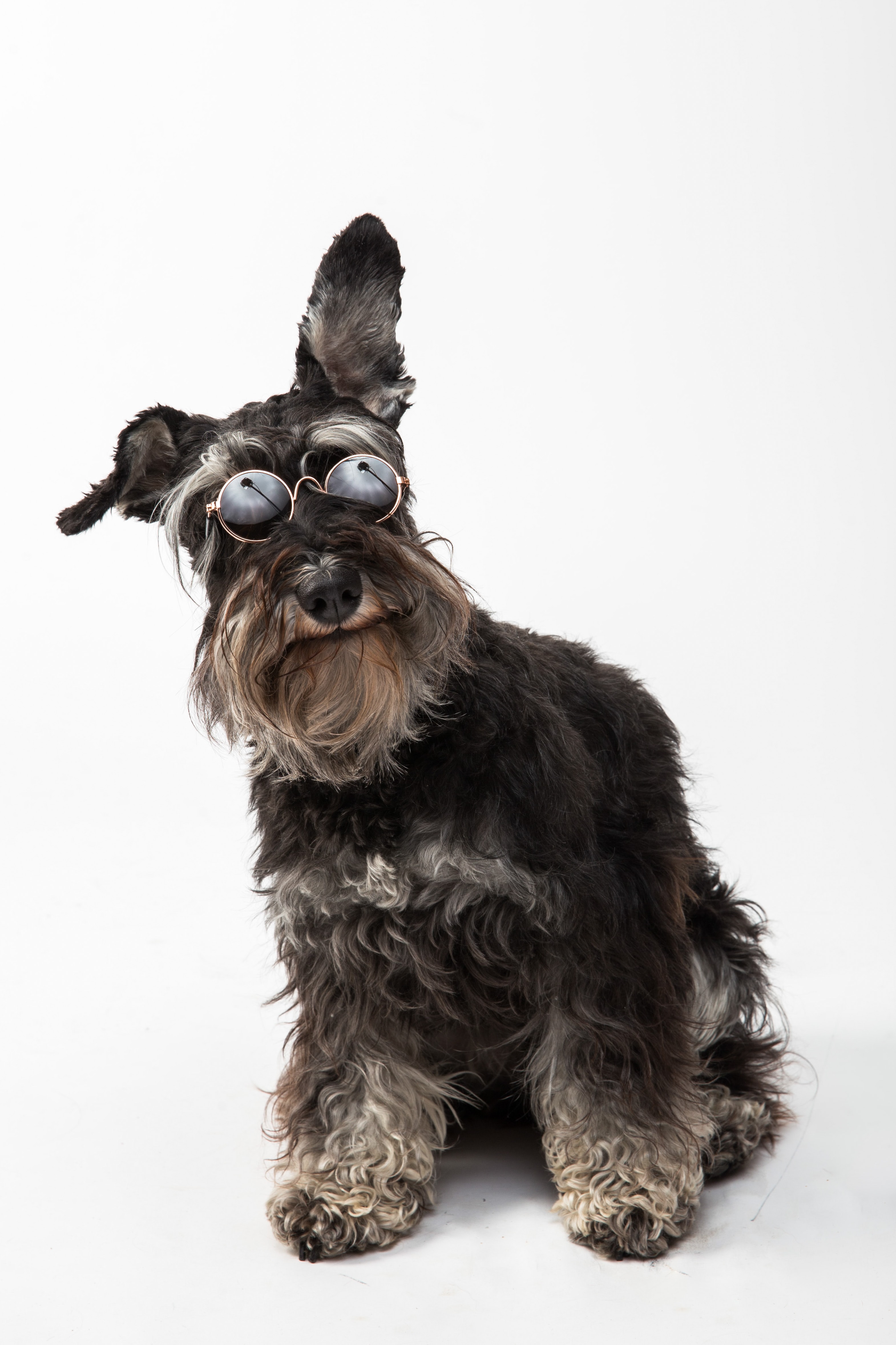 Preview for Dog-wearing-glasses-accessories-background-9d5d7