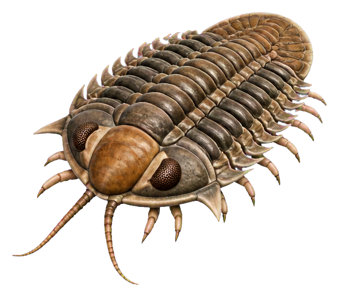 Illustrated Phacops trilobite with segmented brown shell and long antennae-like appendages