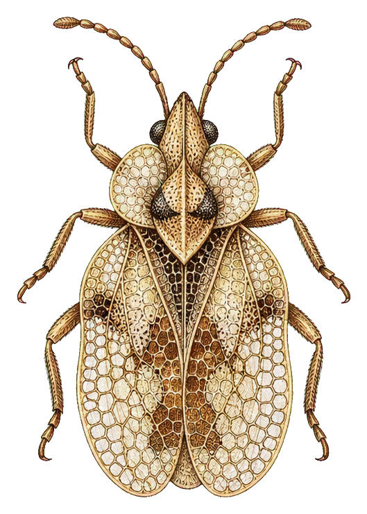 Vintage scientific illustration of an insect specimen with patterned wings and long antennae