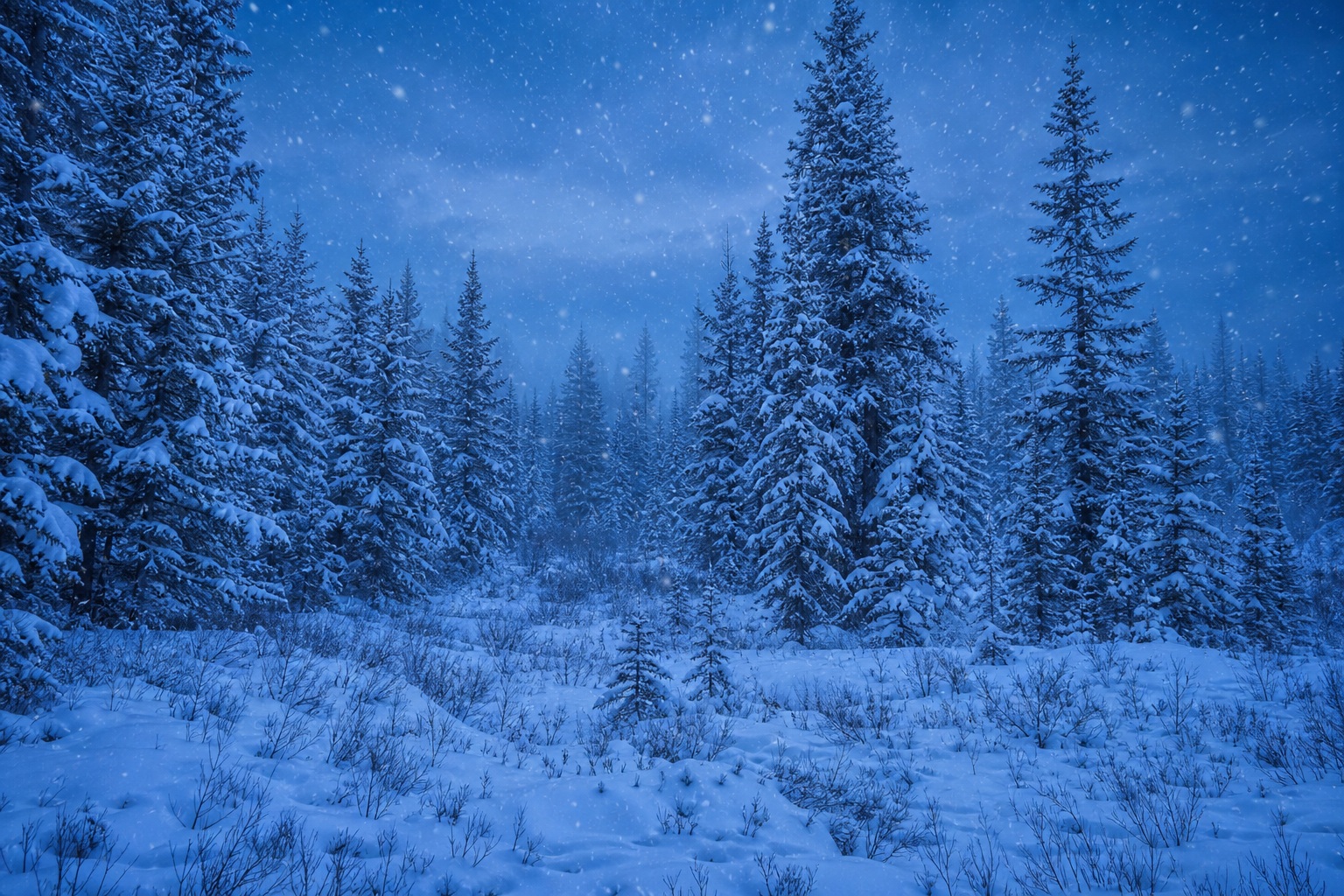 Preview for Blue Hour Snowy Pine Forest Background