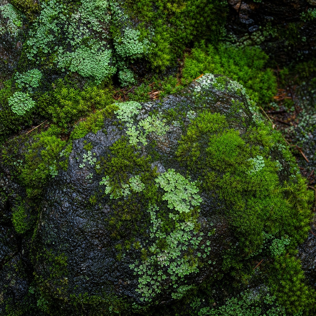 Preview for Moss Covered Stone Background