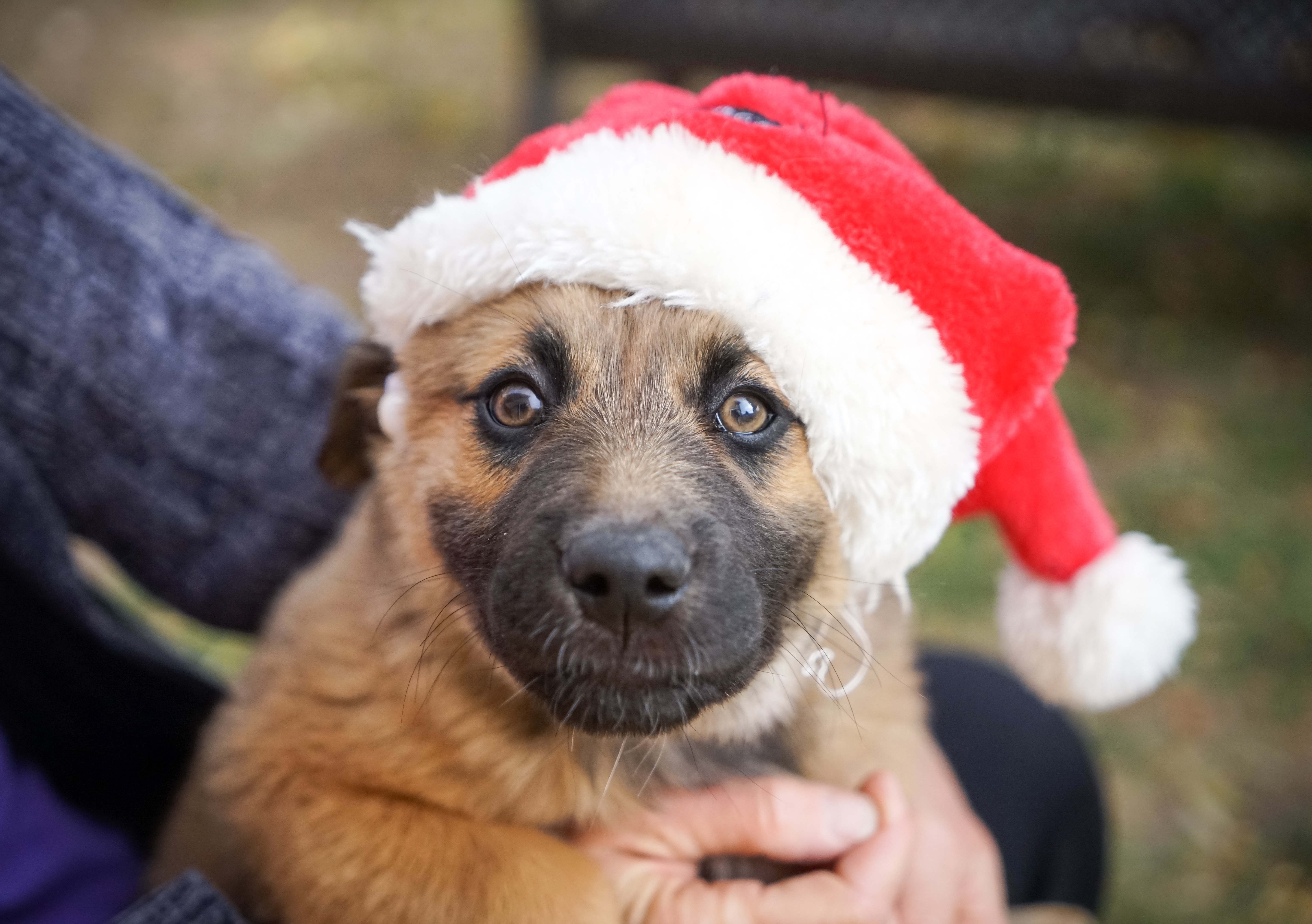 Preview for Puppy-in-santa-hat-animal-background-2a49a