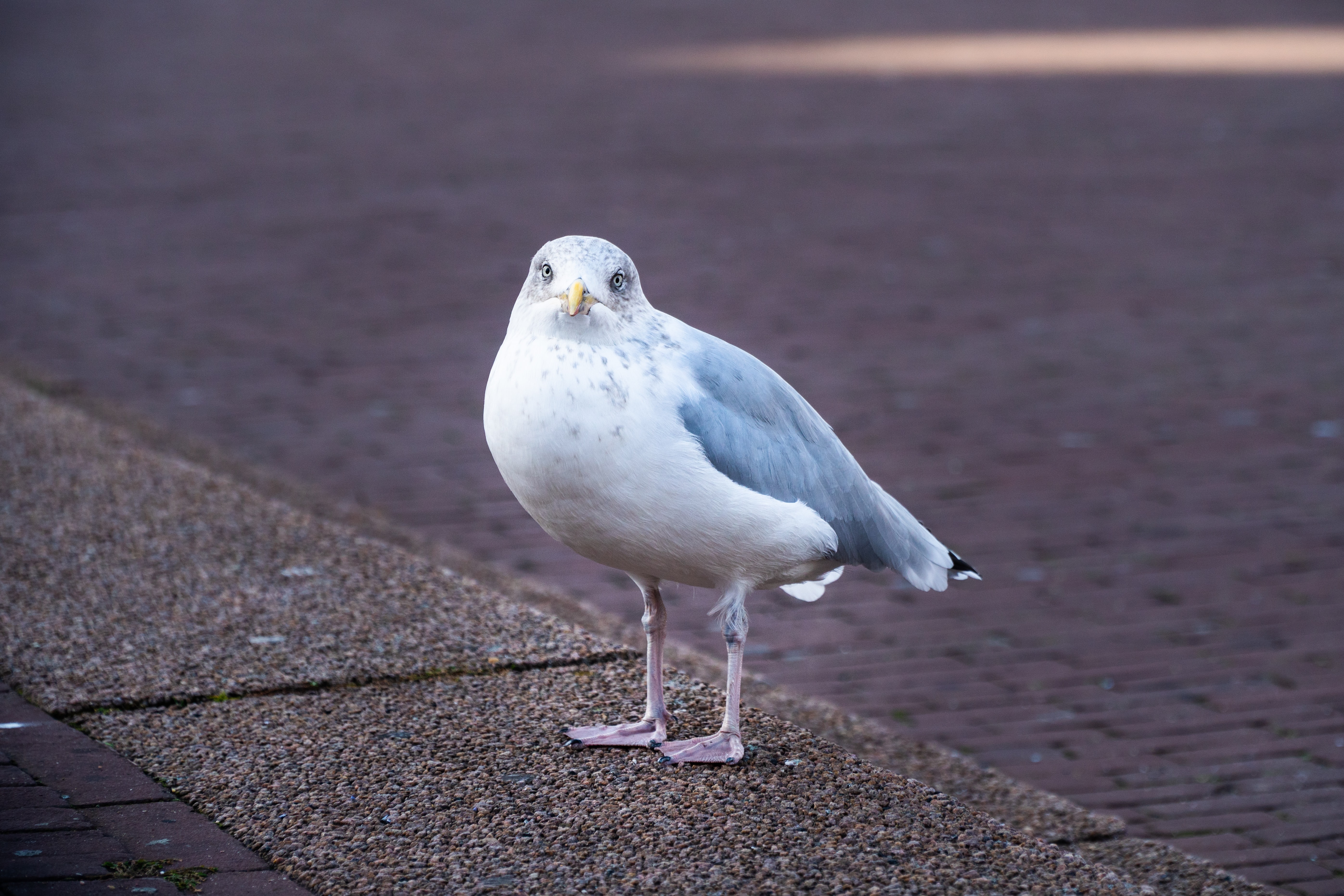 Preview for Seagull-on-brick-pavement-animal-background-c7149